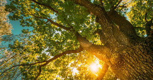 TreesSunset